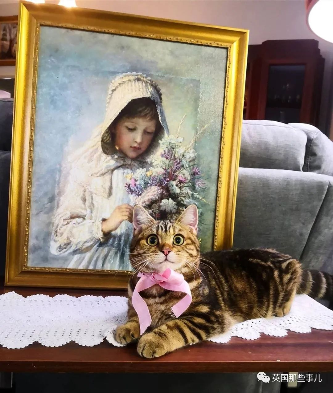 高颜值会笑的橘猫,又可爱又萌萌哒的小橘猫