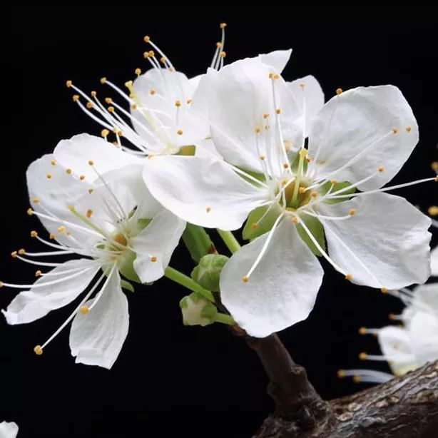 2020春季赏花指南,中国春色,满血复活