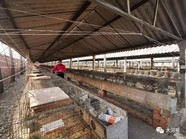 近千只水貂一夜死亡!河南养殖户欲哭无泪!鸭架是“元凶”?