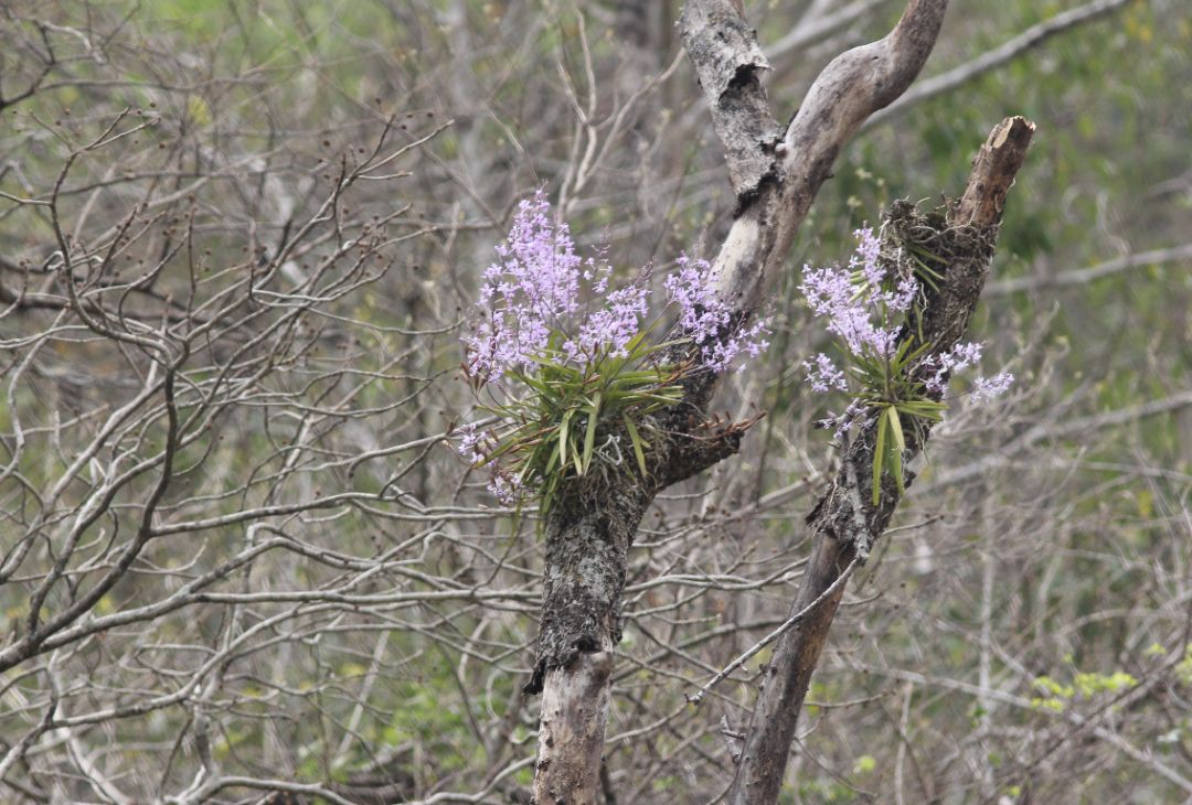 可再生的水电,永不复生的家园