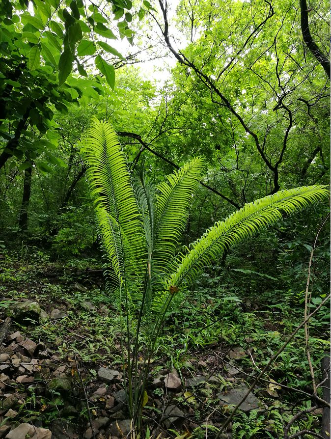 可再生的水电,永不复生的家园