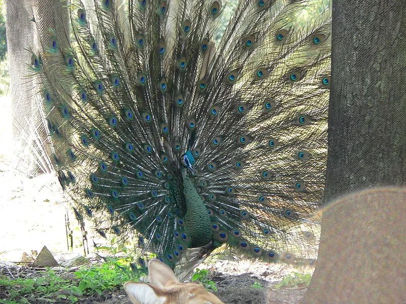 自然之友保护绿孔雀,绿孔雀保护措施