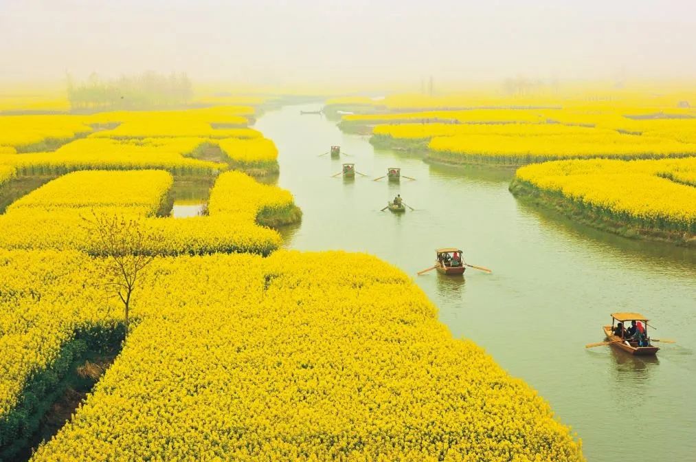 兴化千垛菜花攻略,兴化千垛菜花有多美