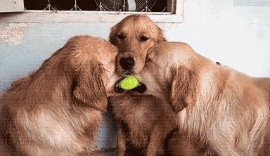 我家汪太能叫了怎么办？快看看这十个方法