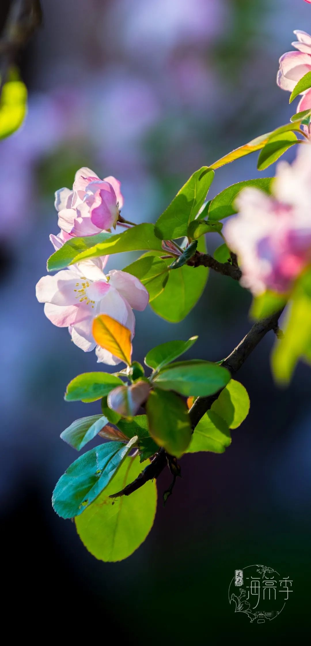 大海棠壁纸,大小海棠手机壁纸