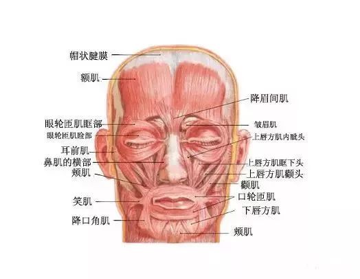 脸胖怎么健身瘦脸,一胖脸就胖怎么锻炼可以瘦脸呢