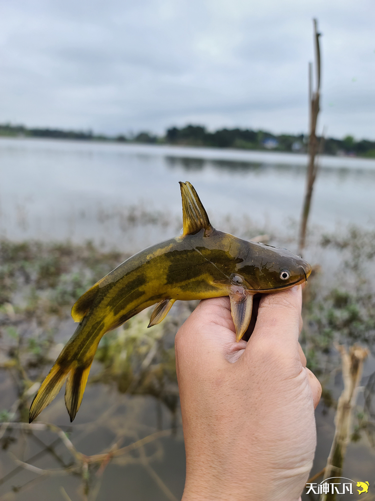 凤凰涅盘浴火重生对火的崇拜,凤凰涅盘浴火重生需要的是勇气