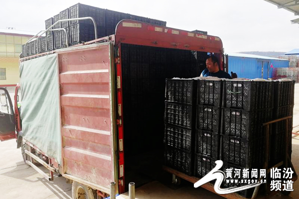 吉县苹果发展趋势,吉县苹果跨境电商