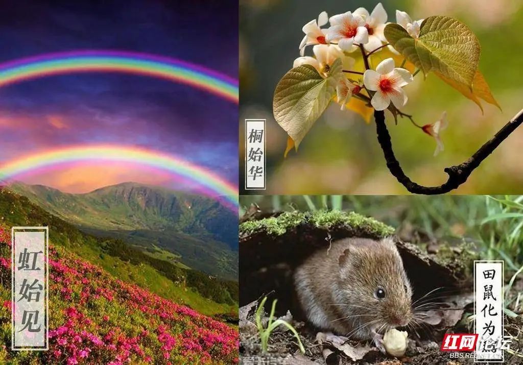 清明节祭祖踏青的传统习俗,说说大家当地清明节的特色跟风俗