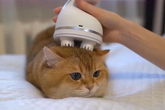 猫是当代年轻人的精神寄托,为什么说猫是最完美的猎手