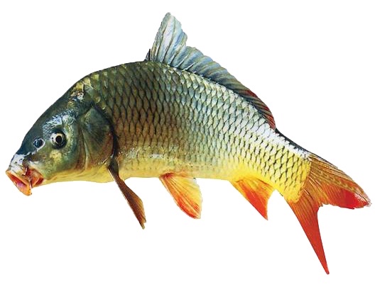 锵锵三人行余秀华读诗,锵锵三人行马未都邓亚萍