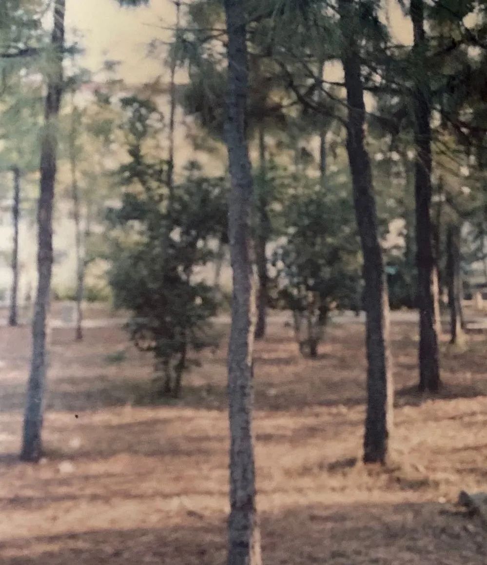 中南往事的故事,中南往事2019