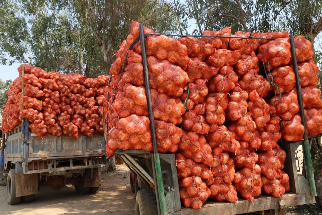 红皮洋葱低价走货,云南紫皮洋葱现挖现发5斤9斤包邮