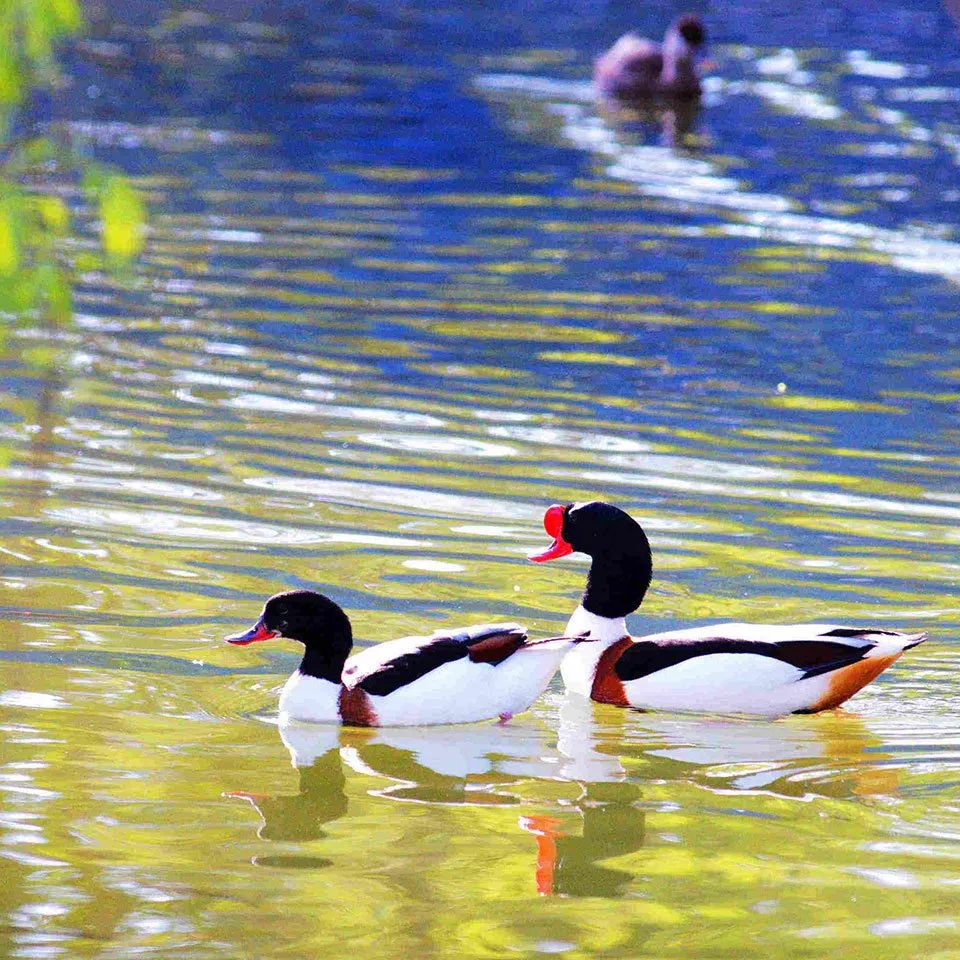 十首顶级禅意诗朗读,十大长诗读诵