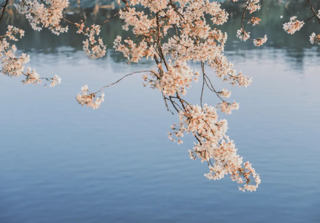 武汉终于解封！待到樱花再开时，相约这座英雄城市可好？