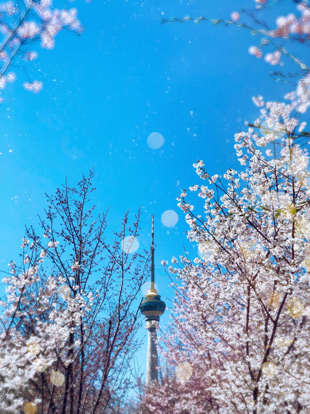 武汉终于解封！待到樱花再开时，相约这座英雄城市可好？