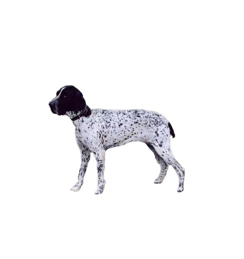 「FM889」定了！这48类烈性犬在滨州城市建成区禁养！5月1日起施行