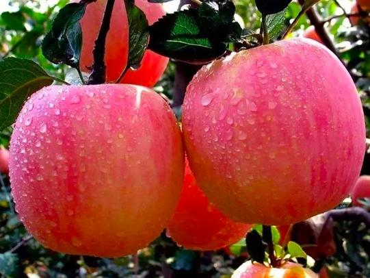 樱桃保存最佳方法快递,樱桃怎么样才能放冰箱保鲜