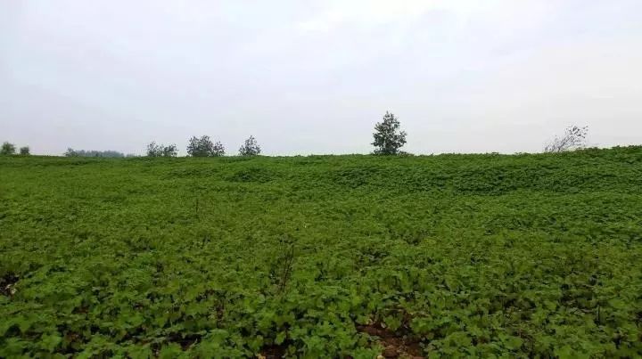 长沙橘子洲什么时候去人不多,长沙橘子洲值得去吗