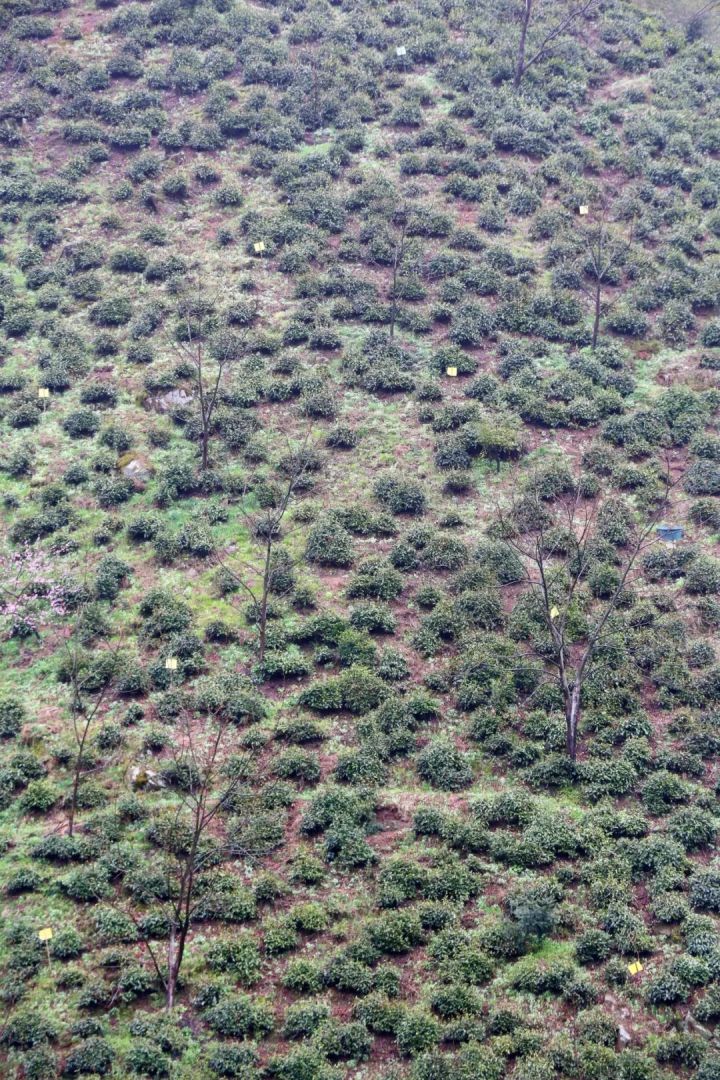 好茶不怕晚，好茶很好喝……今年不容易，好茶还不贵！“特惠版”东坑“雨前茶”今天上线