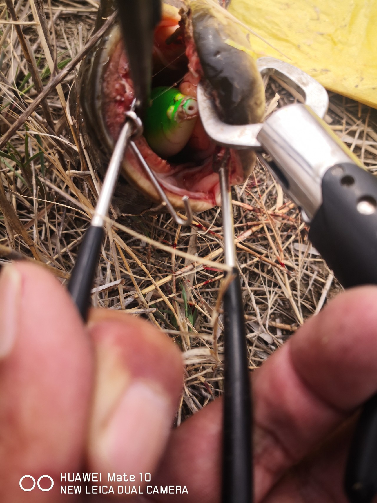 初春打黑雷蛙,开春路亚打黑刺鱼技巧