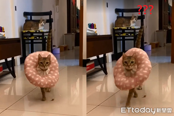 喵戴羞耻圈走秀 时尚感笑翻万人