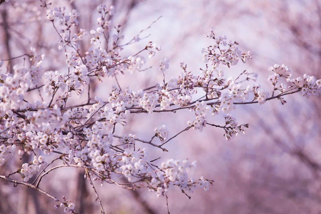 我从花海中归来!花仙子4月15日盛大开园
