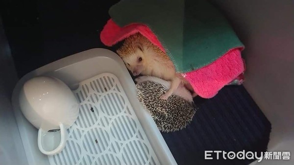 刺猬1.2kg胖成球　兽医惊讶没见过