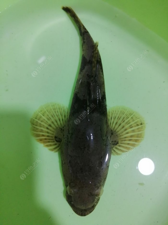 北方11-12月野钓策略,冬季野河野钓思路