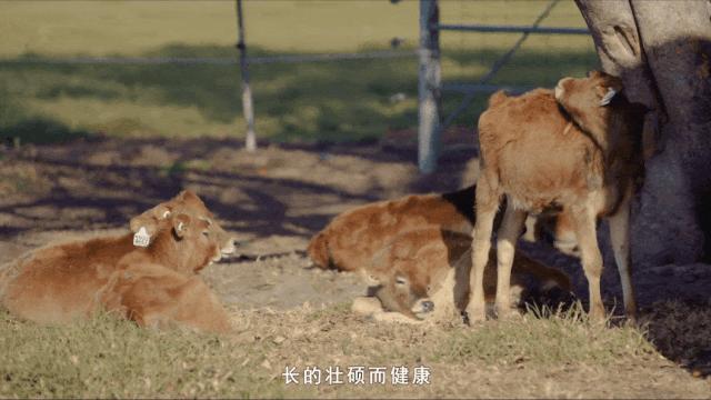 补钙牛奶全脂的好还是脱脂的好,青少年补钙奶粉适合全脂还是脱脂