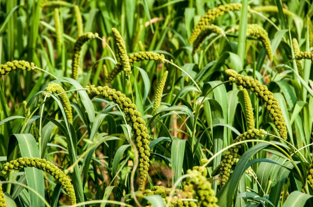 五谷是什么分别指哪些,五谷是什么五谷具体是哪5种