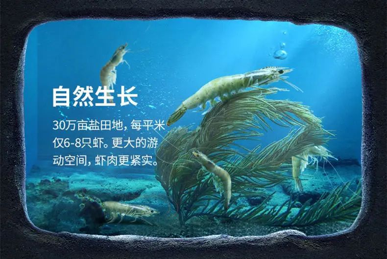 生长在盐田里的虾,盐田虾是内陆虾