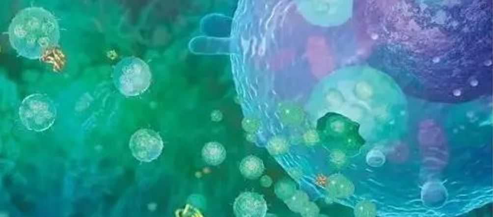 1型辅助t细胞,初始t细胞和辅助t细胞