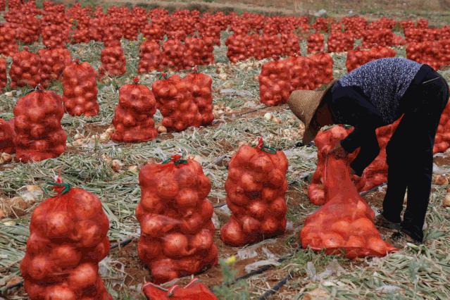 仅售9.9元/5斤!云南10万吨出口级洋葱困在地里,价格贱到农民流泪…央视已报道,恳请相助