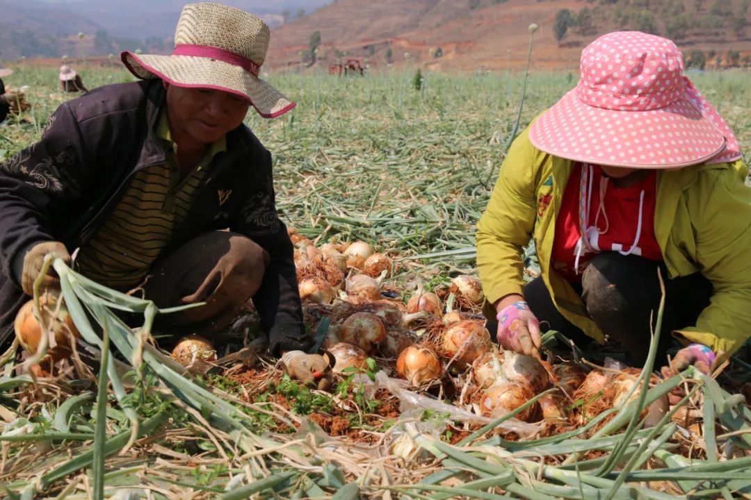 仅售9.9元/5斤!云南10万吨出口级洋葱困在地里,价格贱到农民流泪…央视已报道,恳请相助