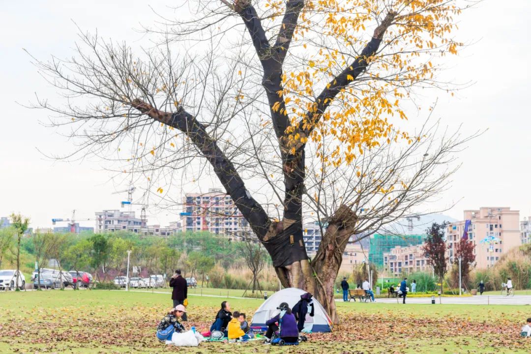 重庆最大的花市需要门票么,重庆最大的花市怎么走