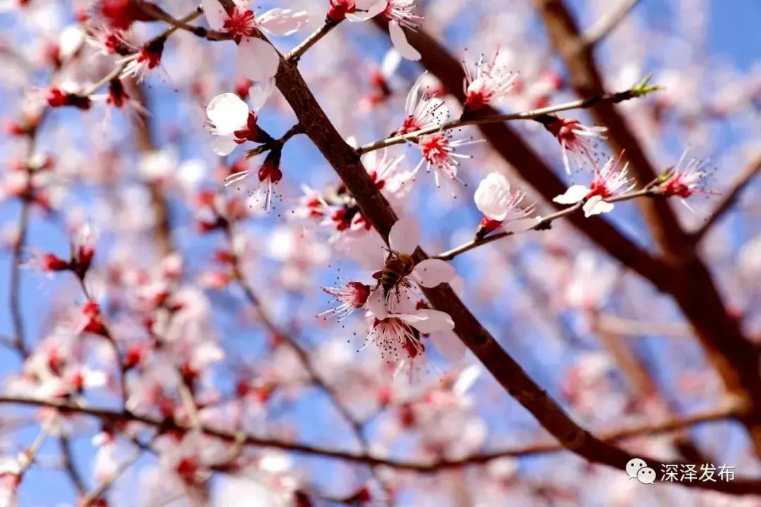 石家庄的春天真的太美啦,石家庄春天看花