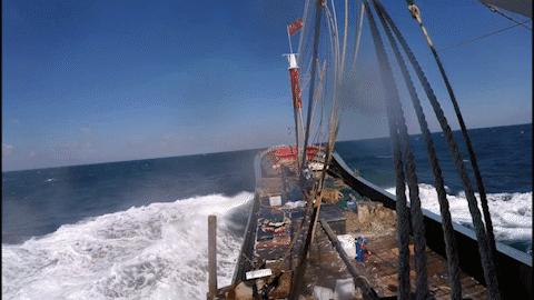 舟山带鱼是带鱼中的爱马仕,雷达网带鱼和普通带鱼有什么区别