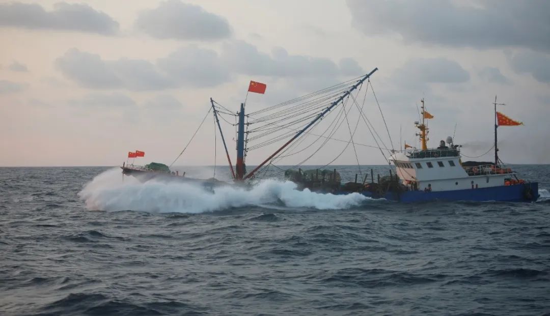 舟山带鱼是带鱼中的爱马仕,雷达网带鱼和普通带鱼有什么区别