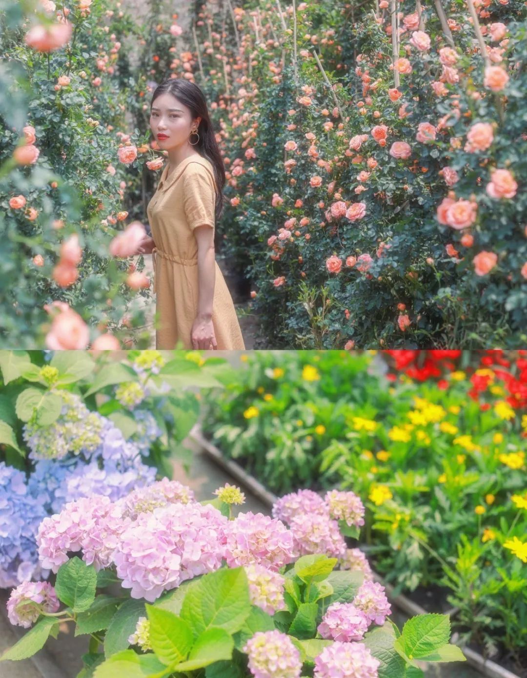 重庆最大的花市需要门票么,重庆最大的花市怎么走