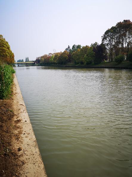 黄汉亮｜寻找家乡的枝杨树