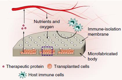 “‘活药厂’——糖尿病治疗新技术？”，“中国团队发现肥胖新疗法”五大资讯一文汇总｜医脉“药”闻