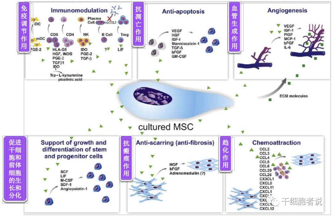 间充质干细胞治疗银屑病最新消息,间充质干细胞与类风湿性关节炎
