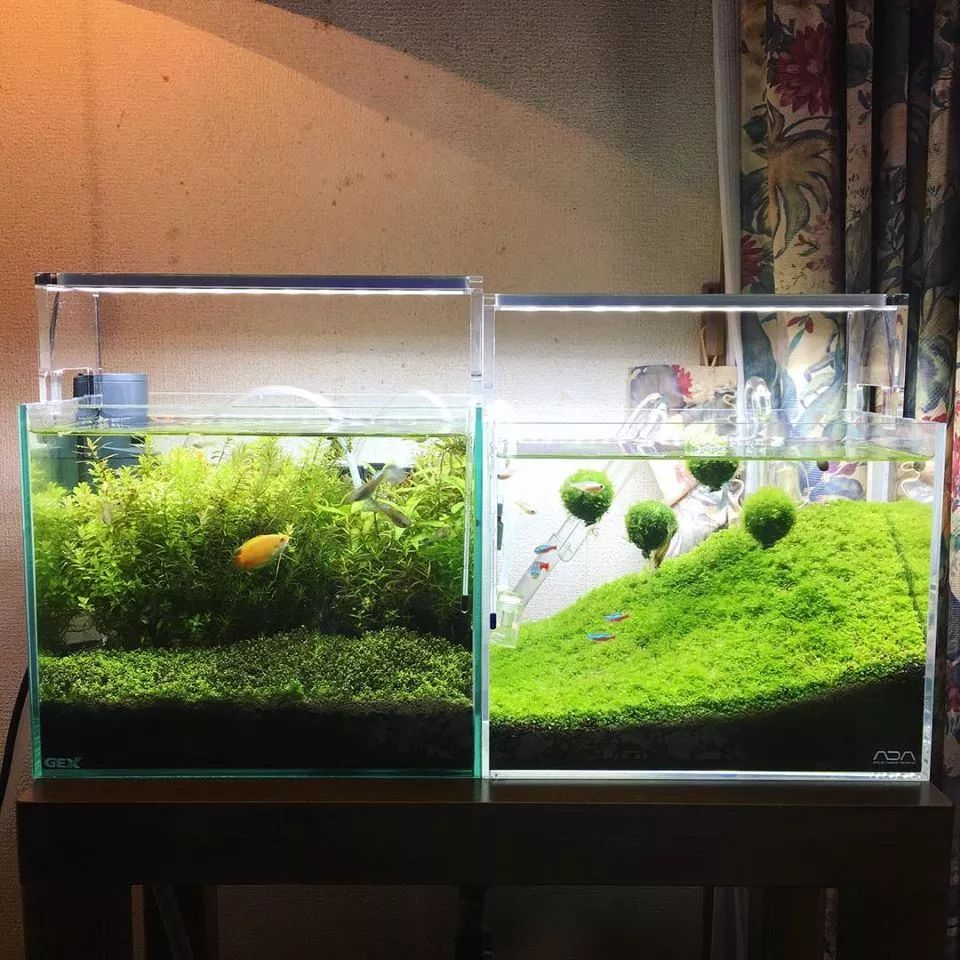 没有过滤的造景缸,没有造景的鱼缸好看吗