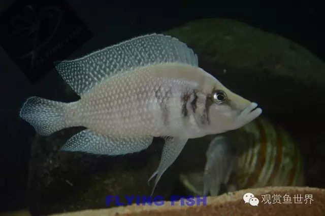 没有过滤的造景缸,没有造景的鱼缸好看吗