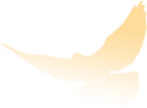 深圳律师张丽杰,律师张丽杰