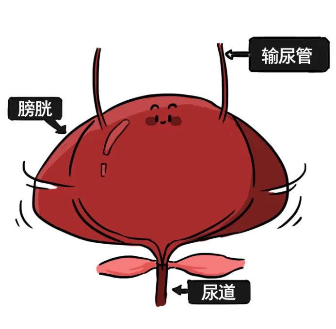 漫画科普：那些憋住的尿，最终都流向了哪里？