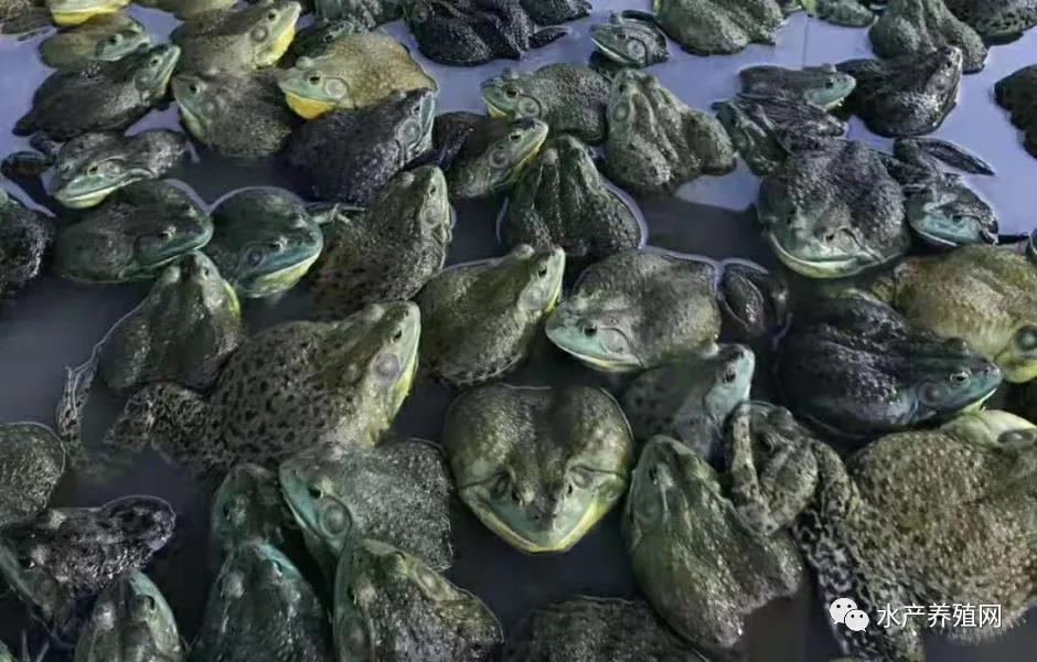 牛蛙养殖前景及价格如何,牛蛙养殖前景及价格行情