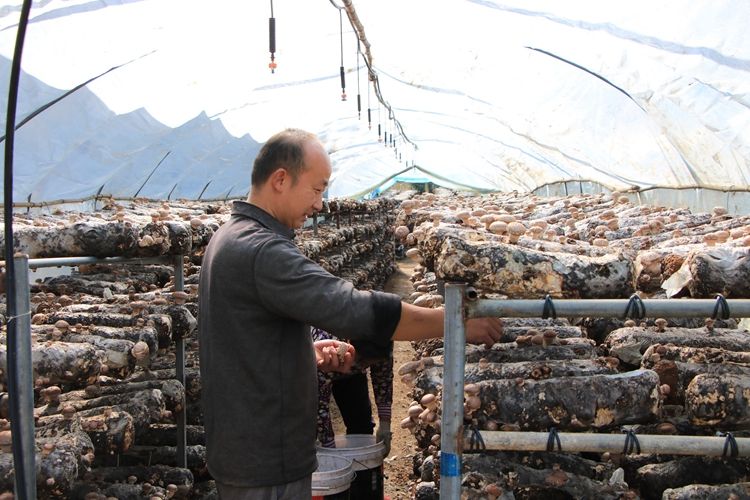 秦奋有新貌丨拔穷根、开富源西乡脱贫摘帽努力实现人人有产业