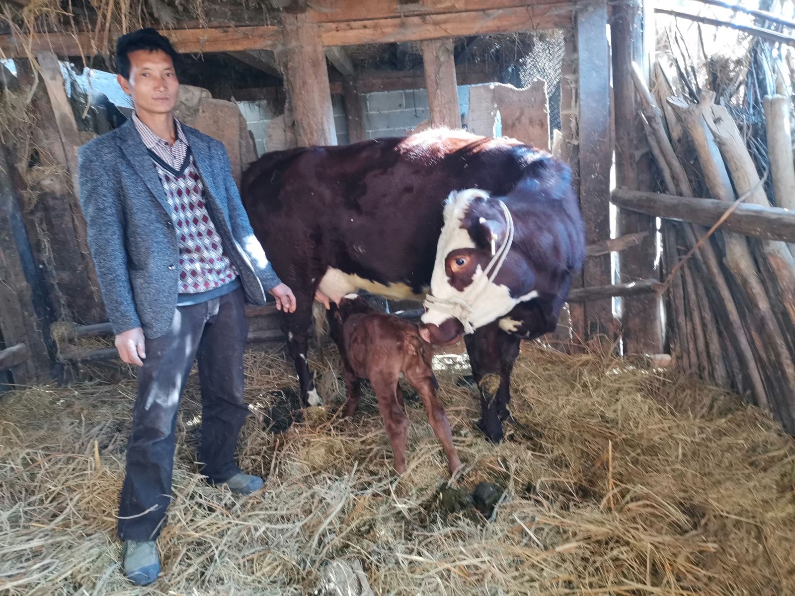 幸福保山母牛养殖,幸福小母牛